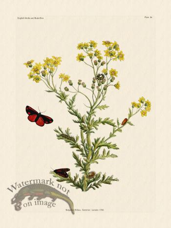 Wilkes Butterflies 026